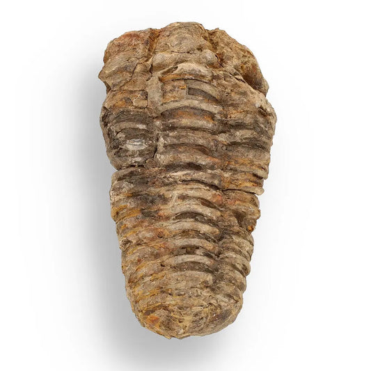 Buy your Calymene (Colpocoryphe) Trilobite Fossils – Timeless Cambrian Treasures online now or in store at Forever Gems in Franschhoek, South Africa