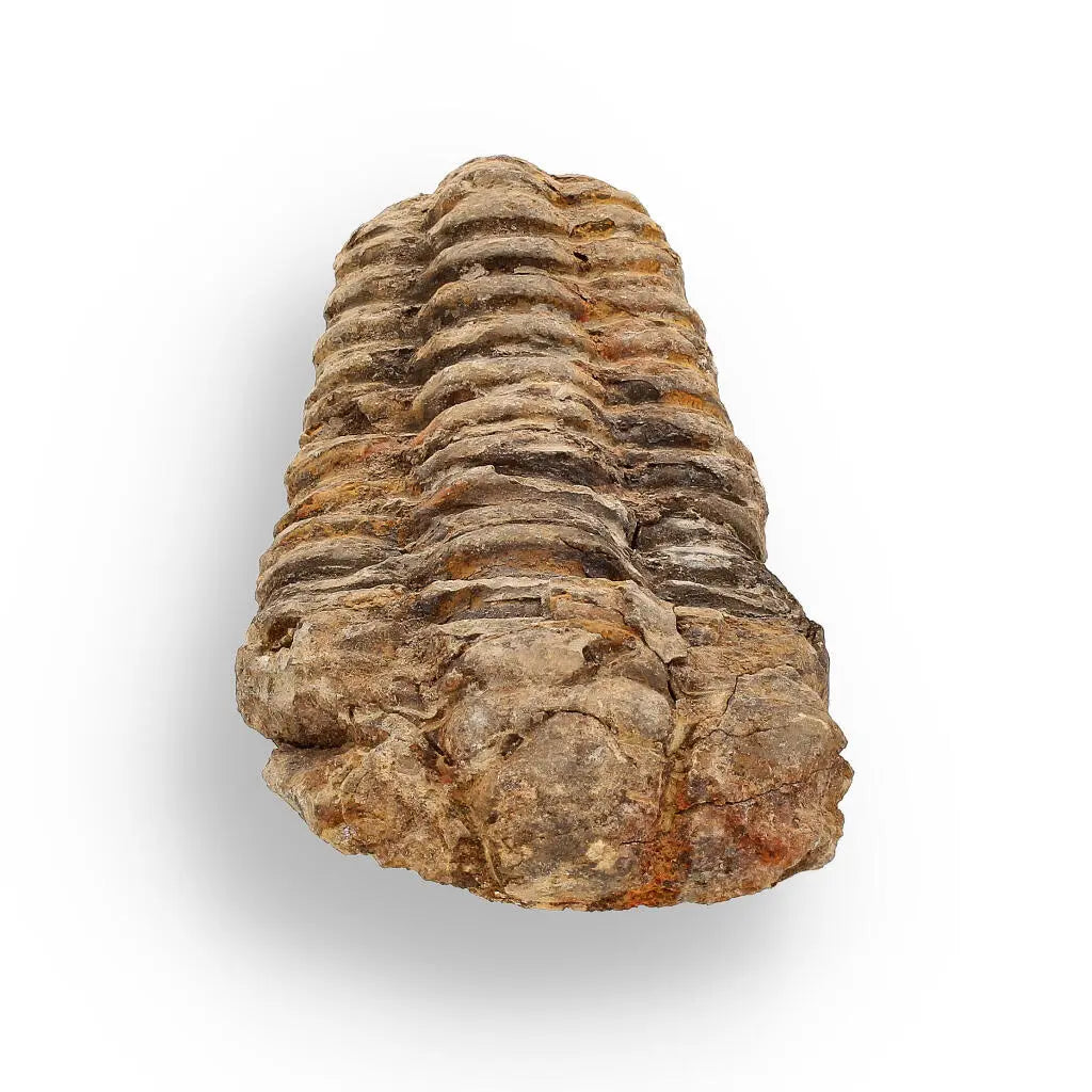 Buy your Calymene (Colpocoryphe) Trilobite Fossils – Timeless Cambrian Treasures online now or in store at Forever Gems in Franschhoek, South Africa