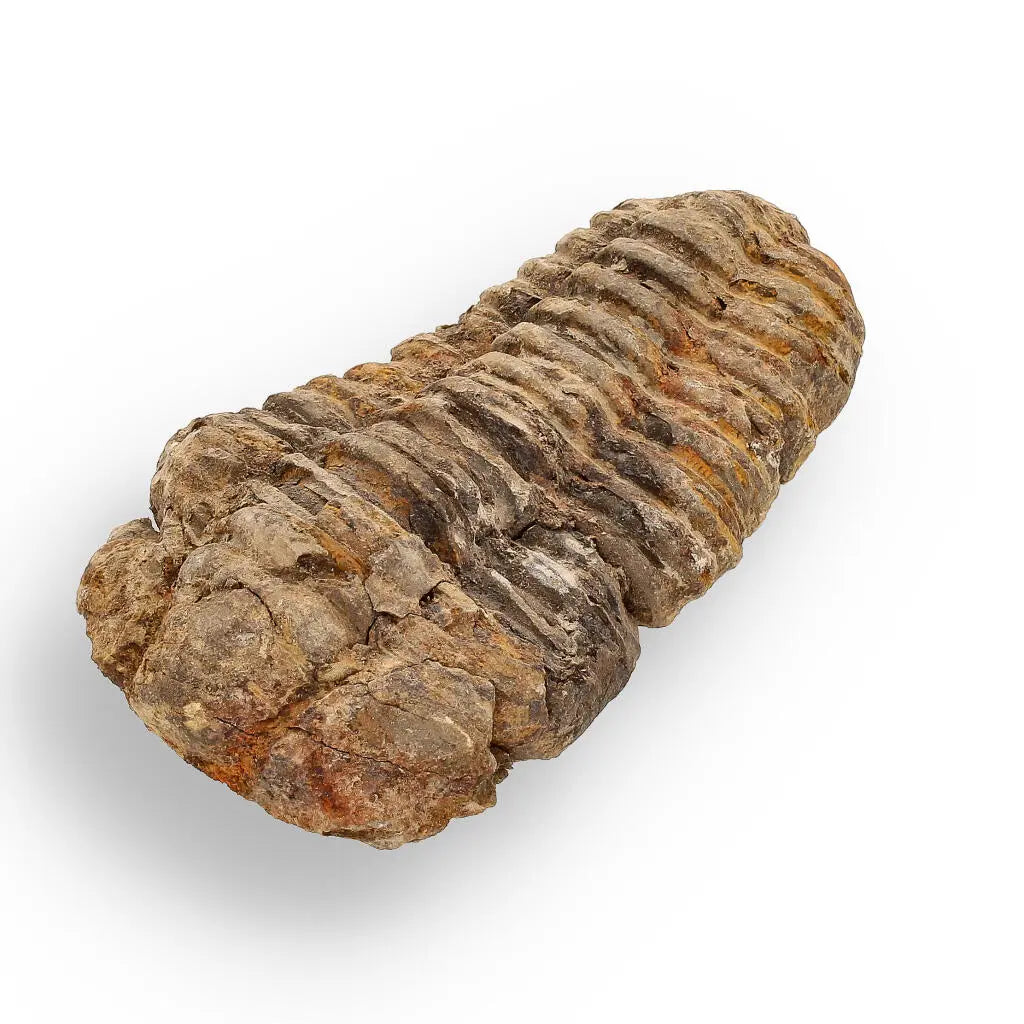 Buy your Calymene (Colpocoryphe) Trilobite Fossils – Timeless Cambrian Treasures online now or in store at Forever Gems in Franschhoek, South Africa