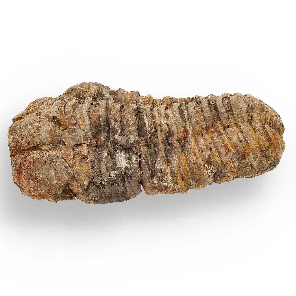 Buy your Calymene (Colpocoryphe) Trilobite Fossils – Timeless Cambrian Treasures online now or in store at Forever Gems in Franschhoek, South Africa