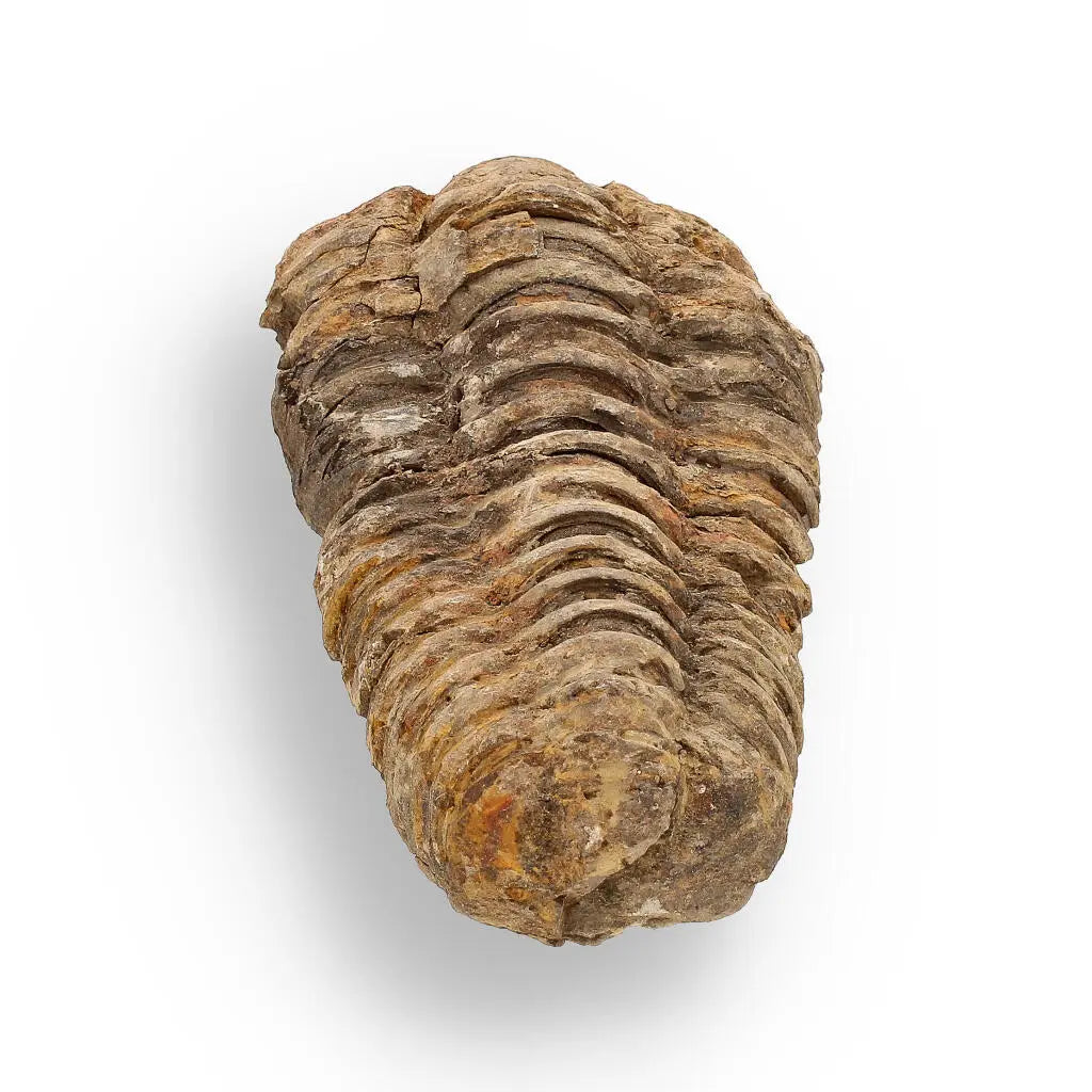 Buy your Calymene (Colpocoryphe) Trilobite Fossils – Timeless Cambrian Treasures online now or in store at Forever Gems in Franschhoek, South Africa