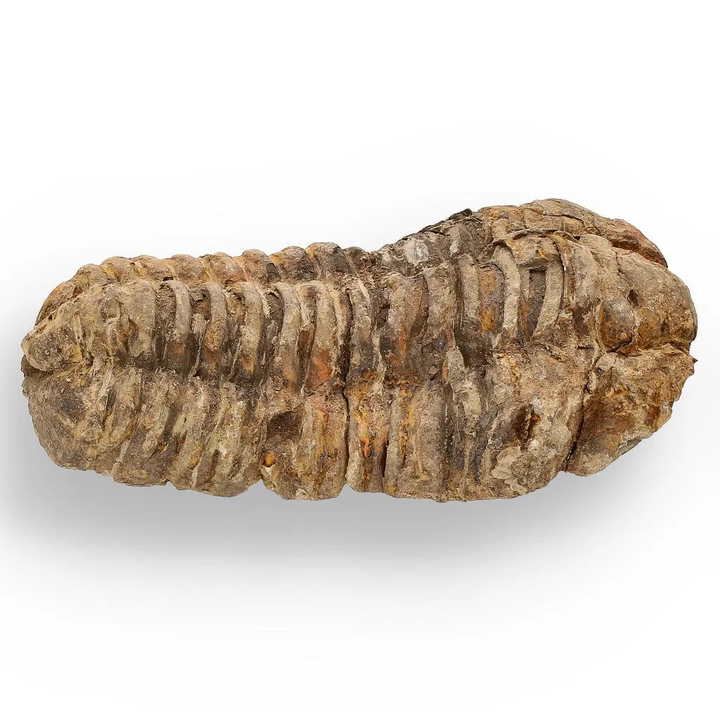 Buy your Calymene (Colpocoryphe) Trilobite Fossils – Timeless Cambrian Treasures online now or in store at Forever Gems in Franschhoek, South Africa