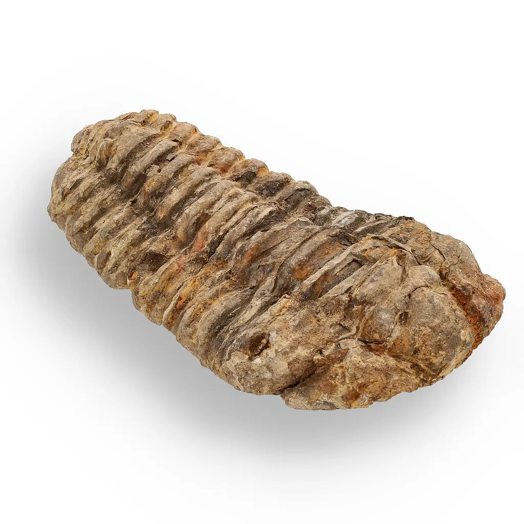 Buy your Calymene (Colpocoryphe) Trilobite Fossils – Timeless Cambrian Treasures online now or in store at Forever Gems in Franschhoek, South Africa