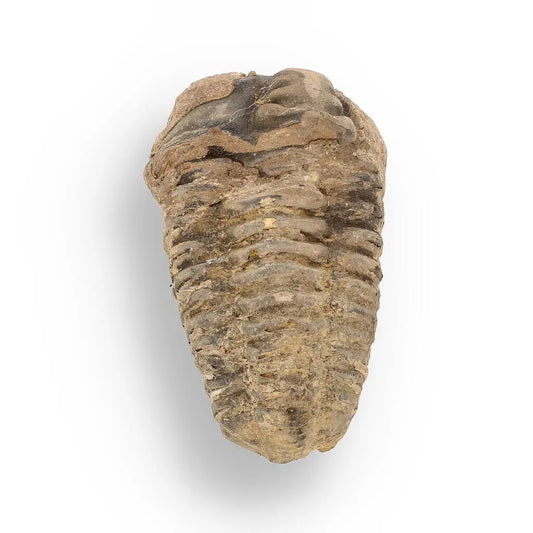 Buy your Calymene (Colpocoryphe) Trilobite Fossils – Morocco’s Ancient Sea Creatures online now or in store at Forever Gems in Franschhoek, South Africa