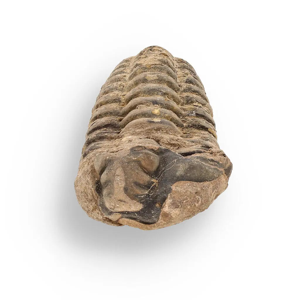 Buy your Calymene (Colpocoryphe) Trilobite Fossils – Morocco’s Ancient Sea Creatures online now or in store at Forever Gems in Franschhoek, South Africa