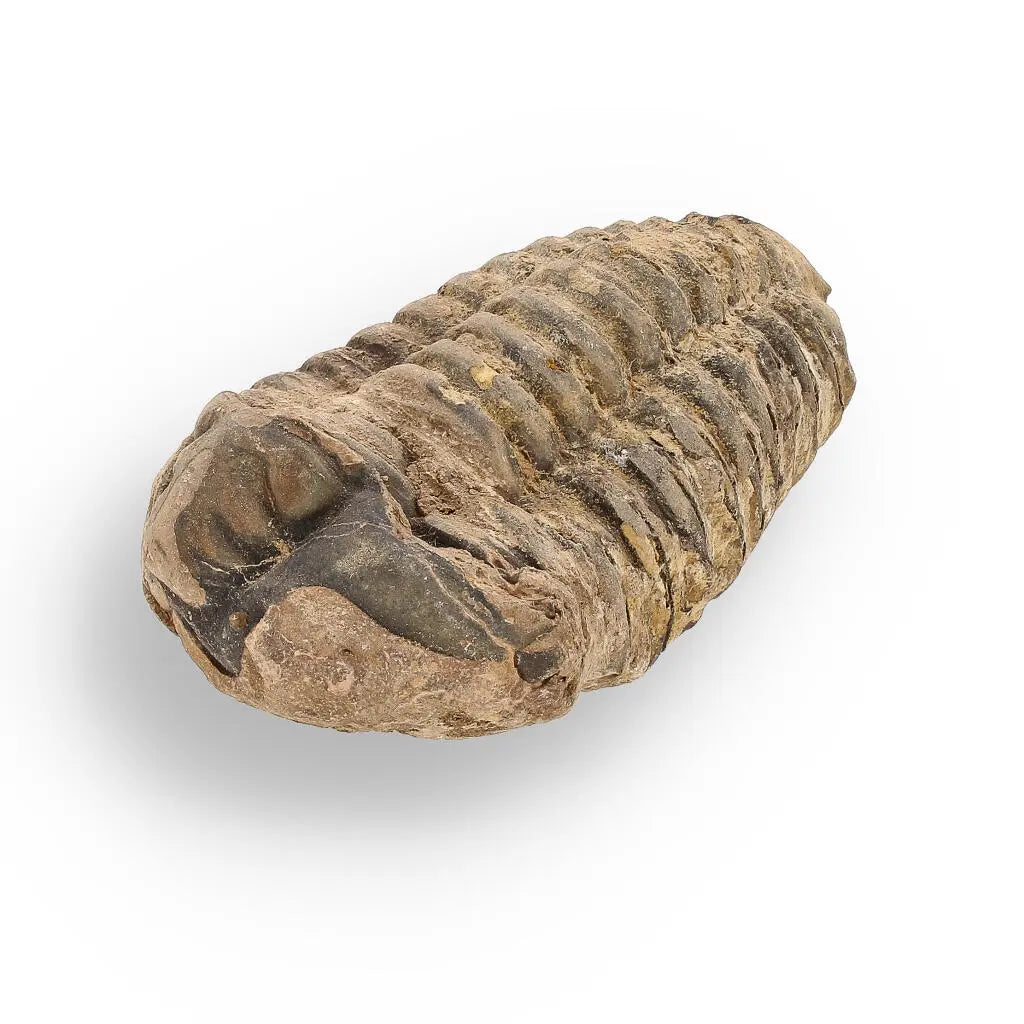 Buy your Calymene (Colpocoryphe) Trilobite Fossils – Morocco’s Ancient Sea Creatures online now or in store at Forever Gems in Franschhoek, South Africa