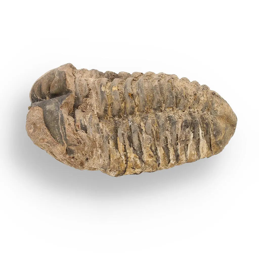 Buy your Calymene (Colpocoryphe) Trilobite Fossils – Morocco’s Ancient Sea Creatures online now or in store at Forever Gems in Franschhoek, South Africa