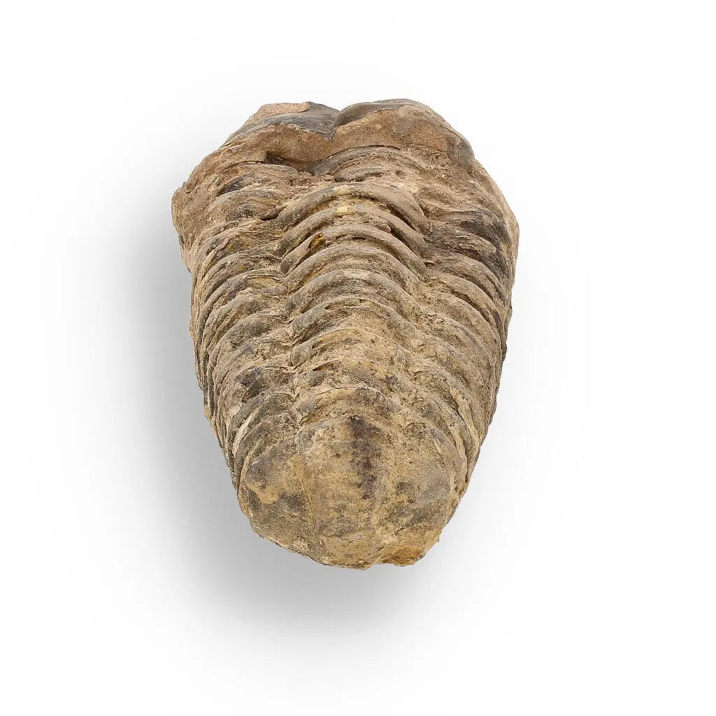 Buy your Calymene (Colpocoryphe) Trilobite Fossils – Morocco’s Ancient Sea Creatures online now or in store at Forever Gems in Franschhoek, South Africa