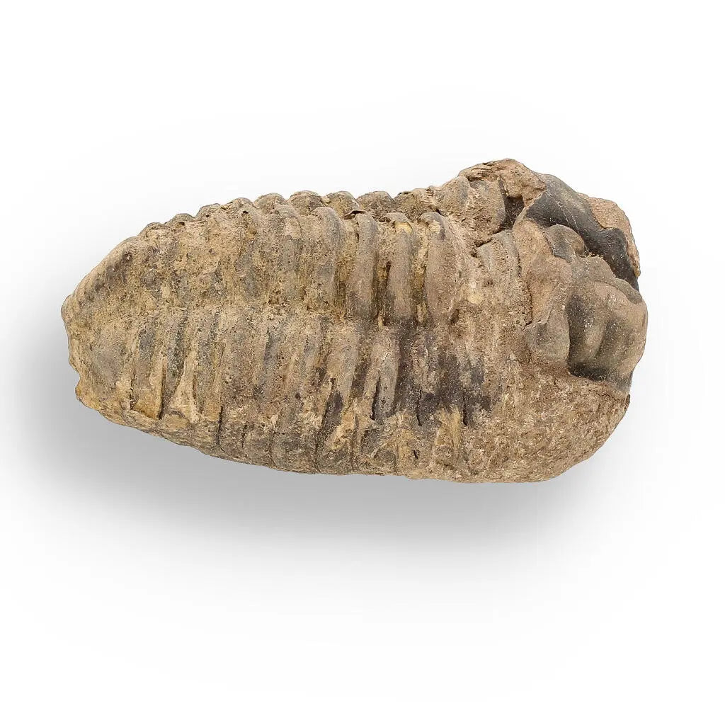 Buy your Calymene (Colpocoryphe) Trilobite Fossils – Morocco’s Ancient Sea Creatures online now or in store at Forever Gems in Franschhoek, South Africa