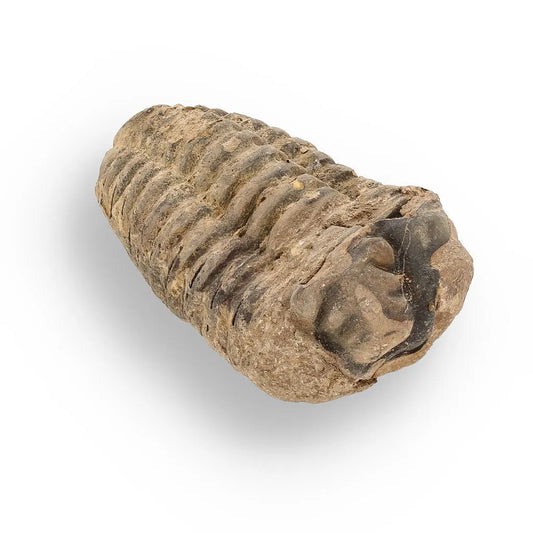 Buy your Calymene (Colpocoryphe) Trilobite Fossils – Morocco’s Ancient Sea Creatures online now or in store at Forever Gems in Franschhoek, South Africa