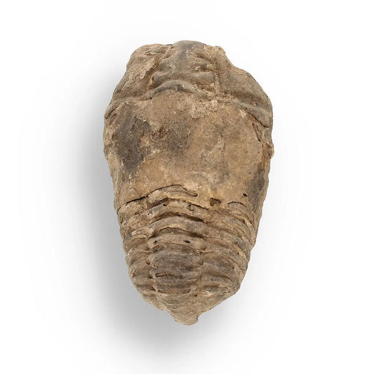 Buy your Calymene (Colpocoryphe) Trilobite Fossils – Evolution’s Stunning Footprints online now or in store at Forever Gems in Franschhoek, South Africa