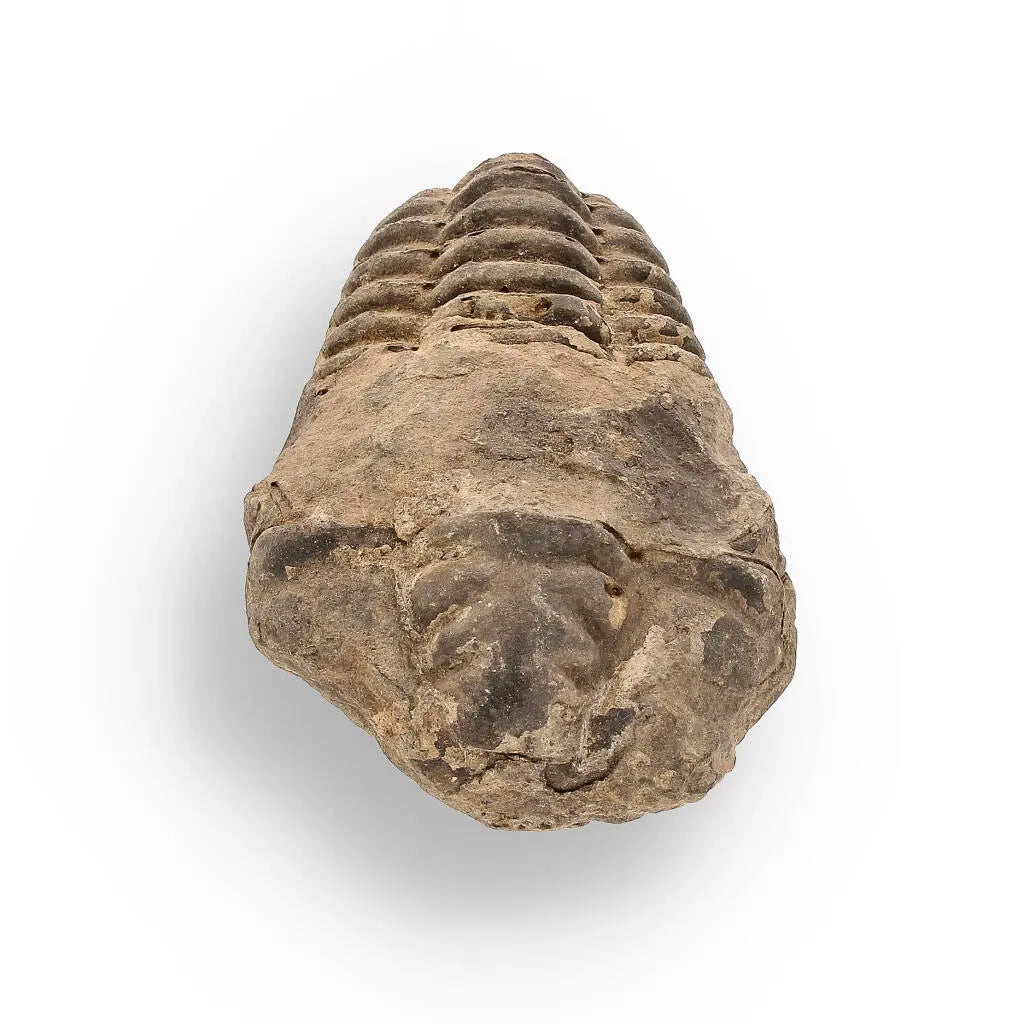 Buy your Calymene (Colpocoryphe) Trilobite Fossils – Evolution’s Stunning Footprints online now or in store at Forever Gems in Franschhoek, South Africa