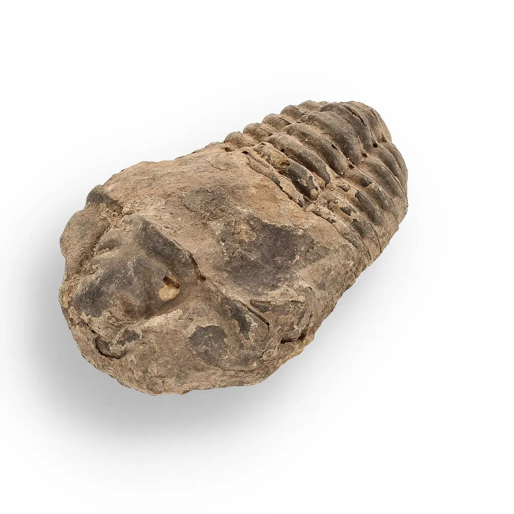 Buy your Calymene (Colpocoryphe) Trilobite Fossils – Evolution’s Stunning Footprints online now or in store at Forever Gems in Franschhoek, South Africa
