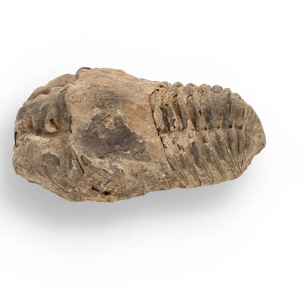 Buy your Calymene (Colpocoryphe) Trilobite Fossils – Evolution’s Stunning Footprints online now or in store at Forever Gems in Franschhoek, South Africa