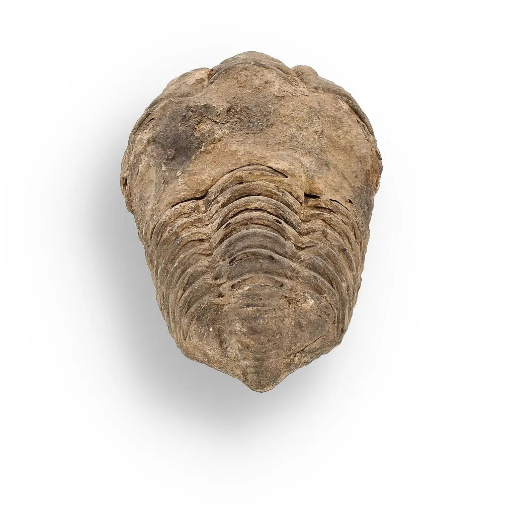 Buy your Calymene (Colpocoryphe) Trilobite Fossils – Evolution’s Stunning Footprints online now or in store at Forever Gems in Franschhoek, South Africa