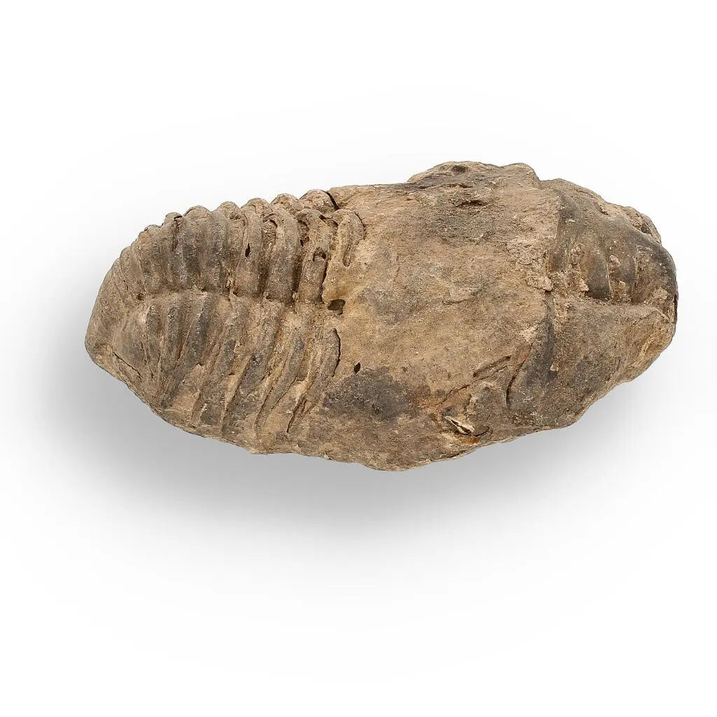 Buy your Calymene (Colpocoryphe) Trilobite Fossils – Evolution’s Stunning Footprints online now or in store at Forever Gems in Franschhoek, South Africa