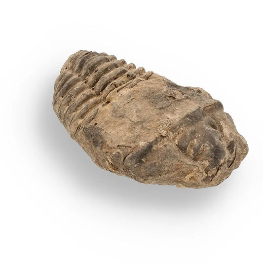 Buy your Calymene (Colpocoryphe) Trilobite Fossils – Evolution’s Stunning Footprints online now or in store at Forever Gems in Franschhoek, South Africa