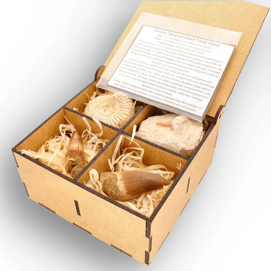 Get your Predators of the Ancient Seas – A Fossil Gift from a Lost World online now or in store at Forever Gems in Franschhoek, South Africa