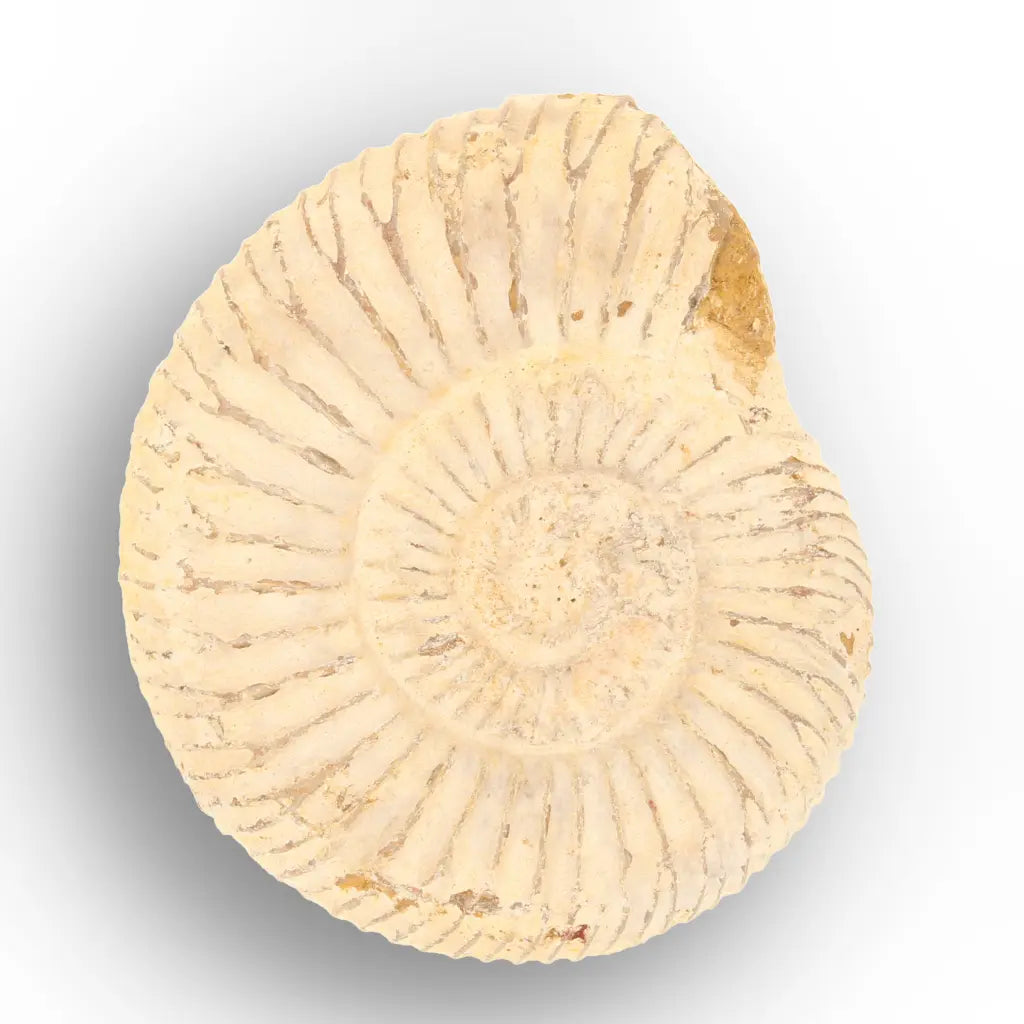 Get your Predators of the Ancient Seas – A Fossil Gift from a Lost World online now or in store at Forever Gems in Franschhoek, South Africa