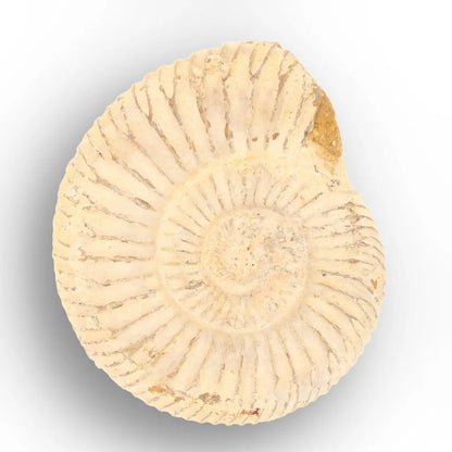 Get your Predators of the Ancient Seas – A Fossil Gift from a Lost World online now or in store at Forever Gems in Franschhoek, South Africa