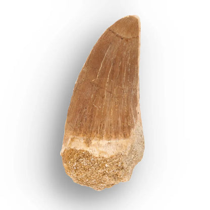 Get your Predators of the Ancient Seas – A Fossil Gift from a Lost World online now or in store at Forever Gems in Franschhoek, South Africa