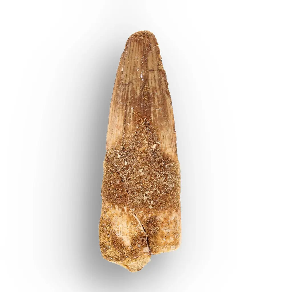 Get your Predators of the Ancient Seas – A Fossil Gift from a Lost World online now or in store at Forever Gems in Franschhoek, South Africa