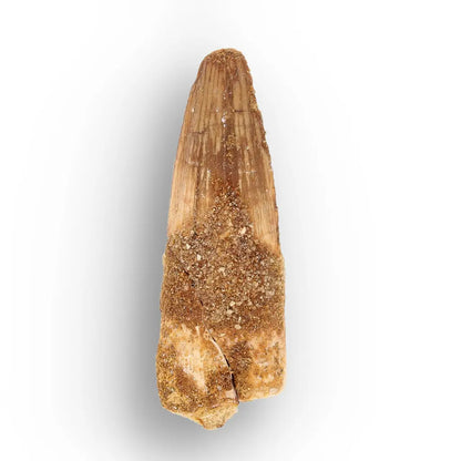 Get your Predators of the Ancient Seas – A Fossil Gift from a Lost World online now or in store at Forever Gems in Franschhoek, South Africa