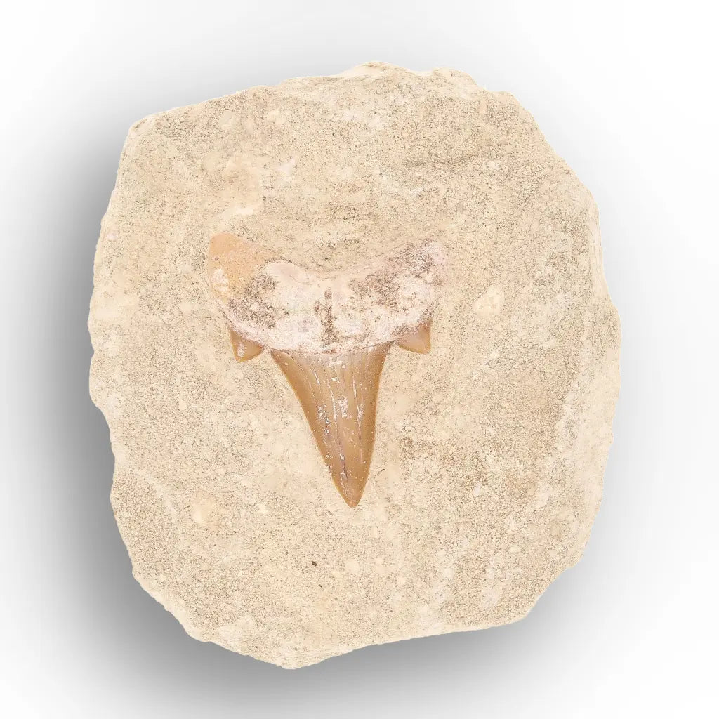 Get your Predators of the Ancient Seas – A Fossil Gift from a Lost World online now or in store at Forever Gems in Franschhoek, South Africa