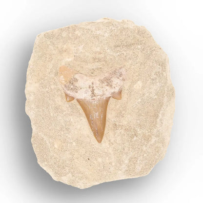 Get your Predators of the Ancient Seas – A Fossil Gift from a Lost World online now or in store at Forever Gems in Franschhoek, South Africa