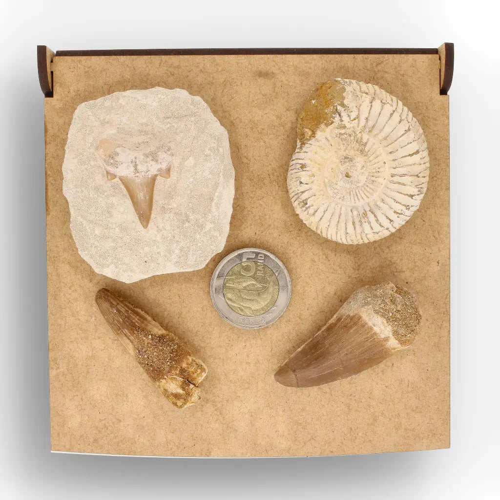 Get your Predators of the Ancient Seas – A Fossil Gift from a Lost World online now or in store at Forever Gems in Franschhoek, South Africa
