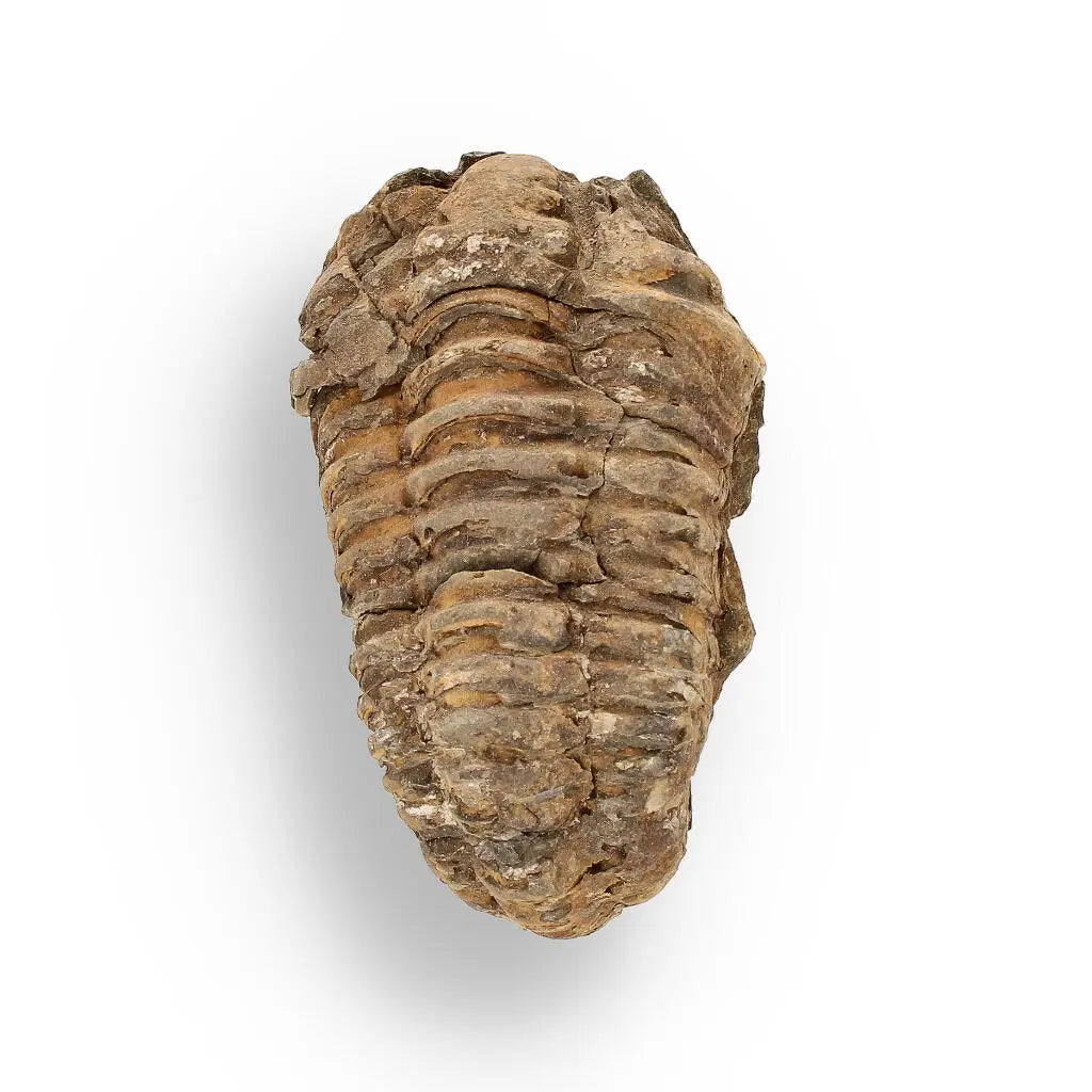 Buy your Calymene (Colpocoryphe) Trilobite Fossils – Echoes of Earth’s Past online now or in store at Forever Gems in Franschhoek, South Africa