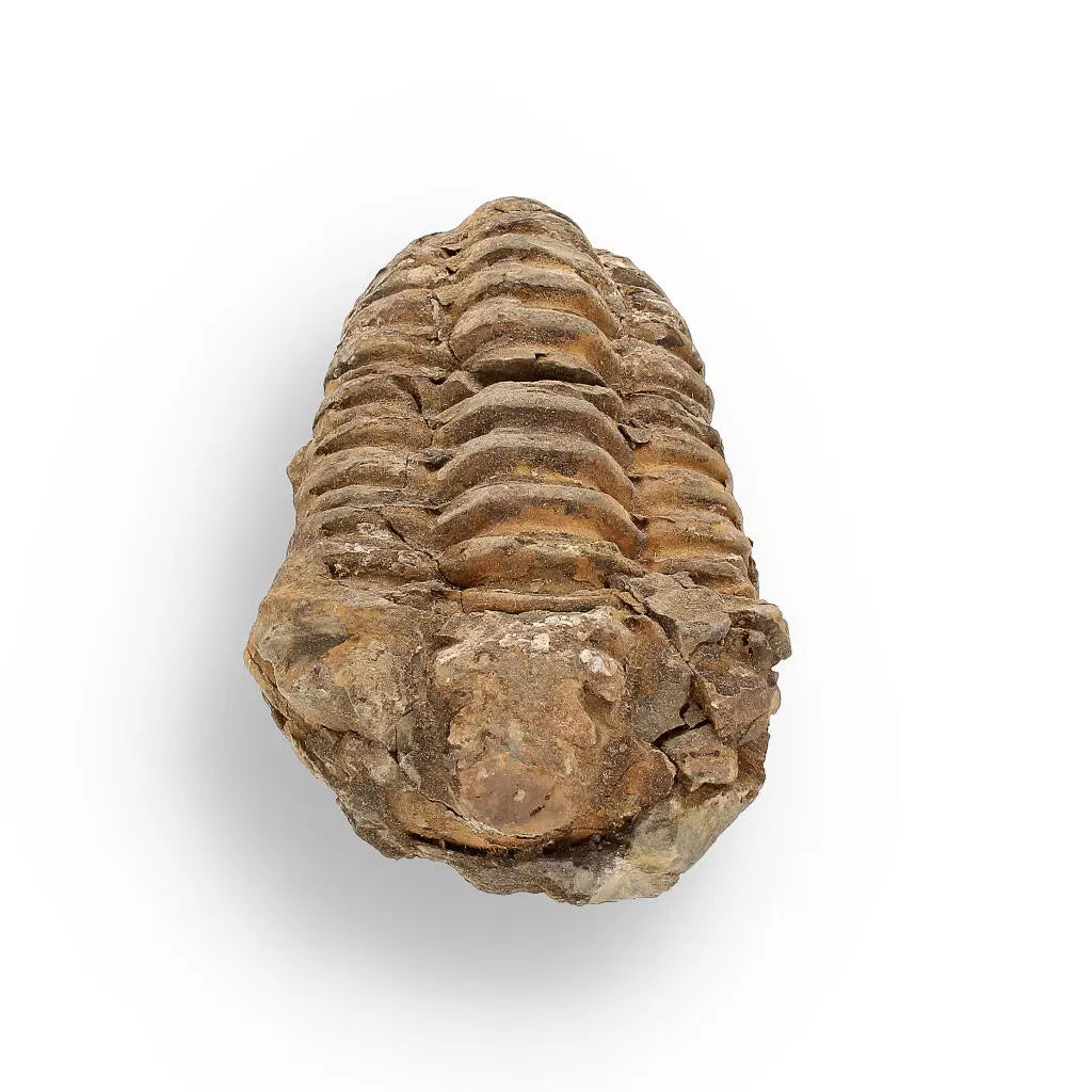Buy your Calymene (Colpocoryphe) Trilobite Fossils – Echoes of Earth’s Past online now or in store at Forever Gems in Franschhoek, South Africa