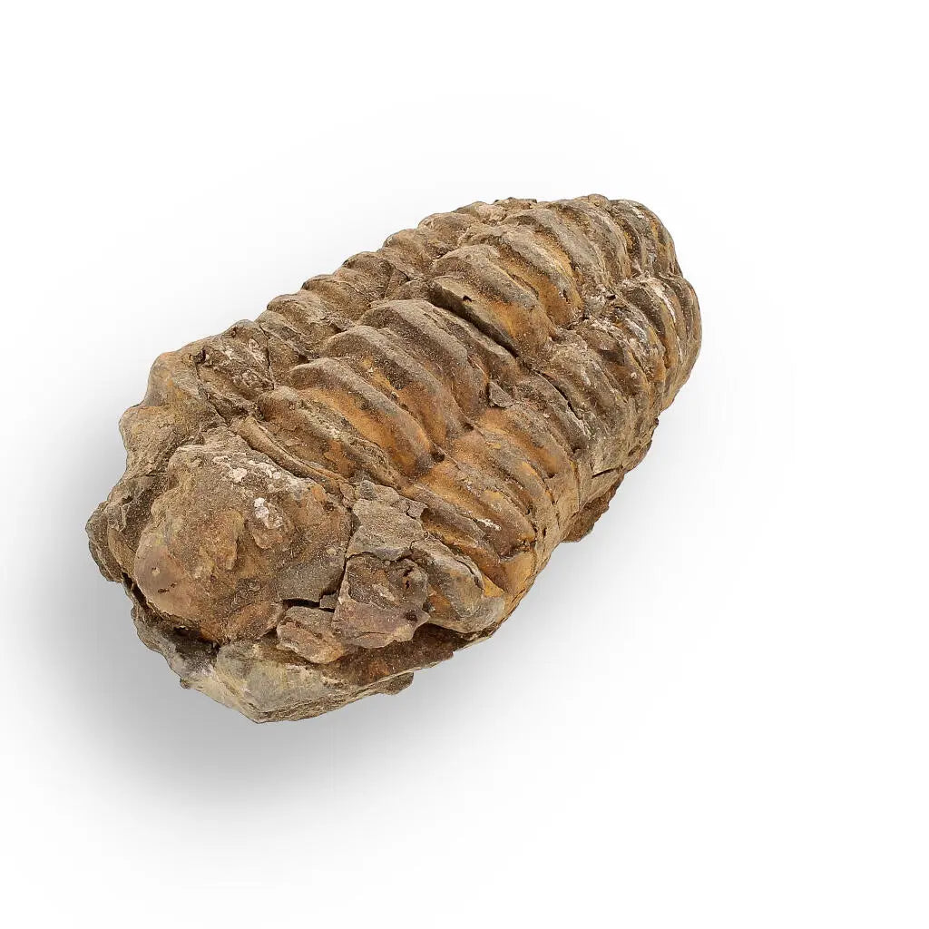 Buy your Calymene (Colpocoryphe) Trilobite Fossils – Echoes of Earth’s Past online now or in store at Forever Gems in Franschhoek, South Africa