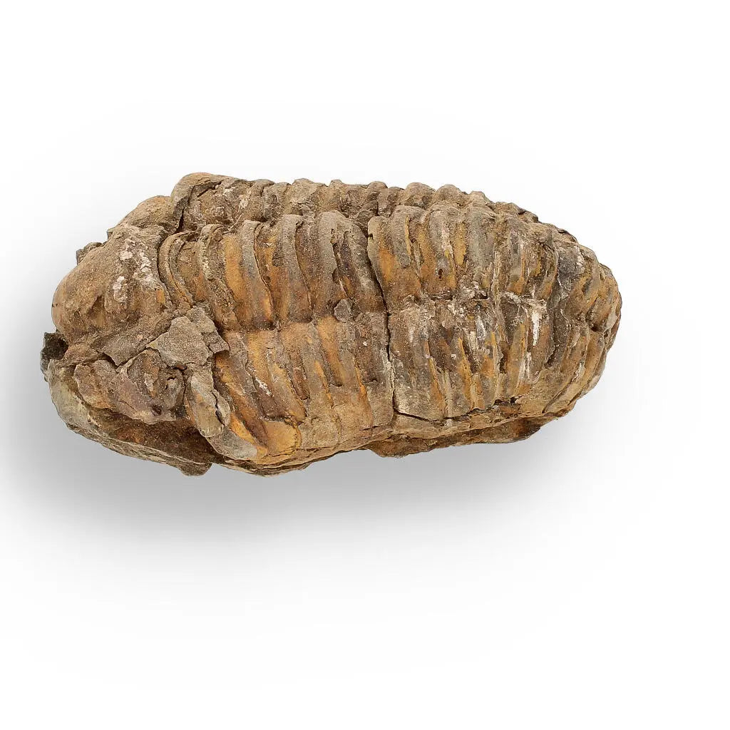 Buy your Calymene (Colpocoryphe) Trilobite Fossils – Echoes of Earth’s Past online now or in store at Forever Gems in Franschhoek, South Africa