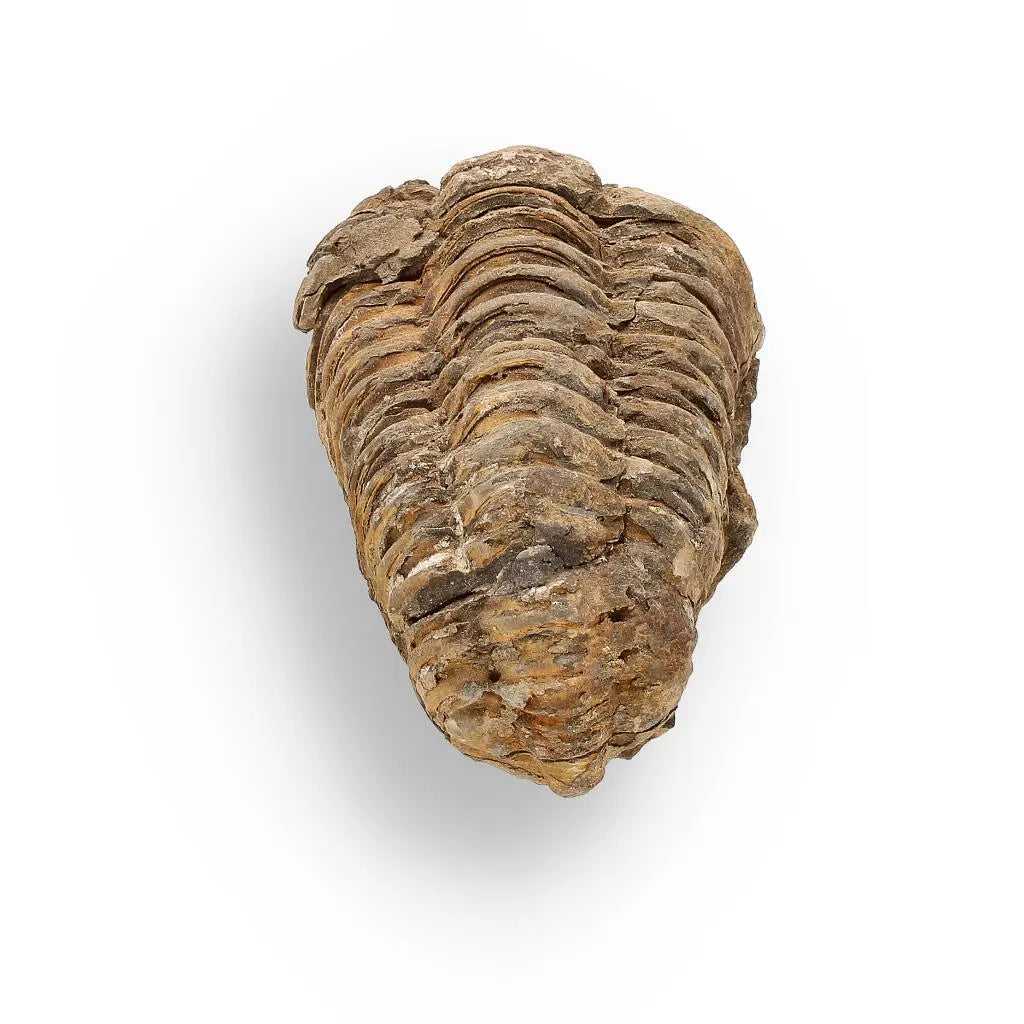 Buy your Calymene (Colpocoryphe) Trilobite Fossils – Echoes of Earth’s Past online now or in store at Forever Gems in Franschhoek, South Africa