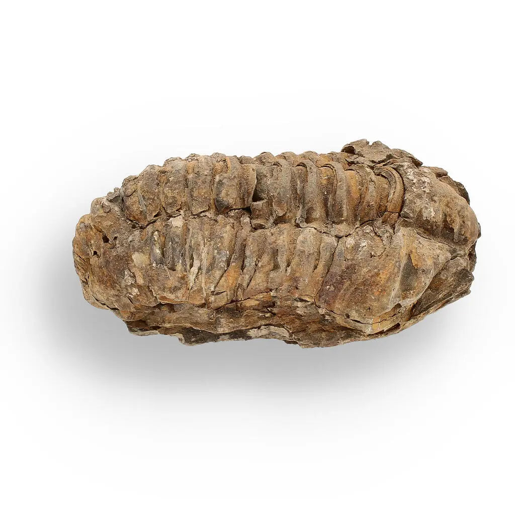 Buy your Calymene (Colpocoryphe) Trilobite Fossils – Echoes of Earth’s Past online now or in store at Forever Gems in Franschhoek, South Africa