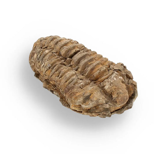 Buy your Calymene (Colpocoryphe) Trilobite Fossils – Echoes of Earth’s Past online now or in store at Forever Gems in Franschhoek, South Africa