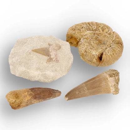 Get your Predators of the Ancient Seas – A Fossil Gift from a Lost World online now or in store at Forever Gems in Franschhoek, South Africa