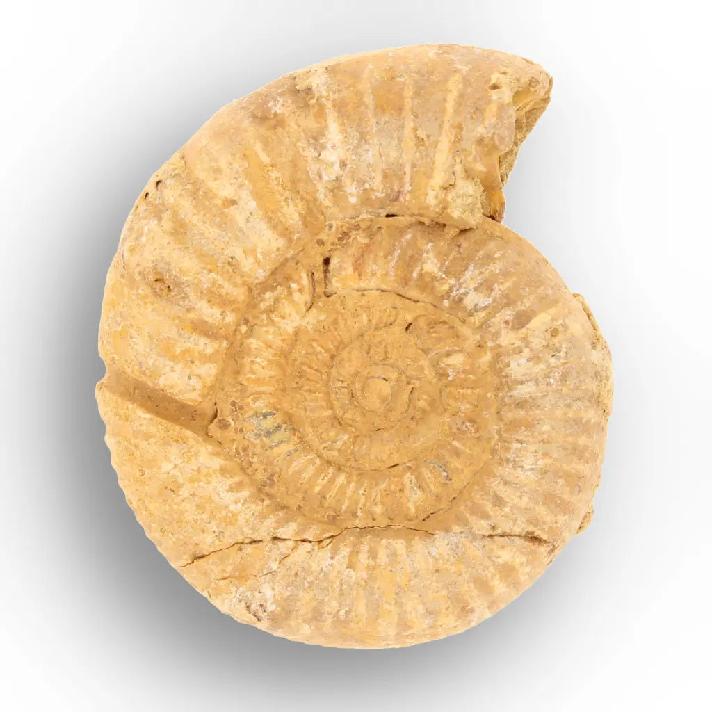 Get your Predators of the Ancient Seas – A Fossil Gift from a Lost World online now or in store at Forever Gems in Franschhoek, South Africa