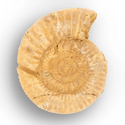 Get your Predators of the Ancient Seas – A Fossil Gift from a Lost World online now or in store at Forever Gems in Franschhoek, South Africa