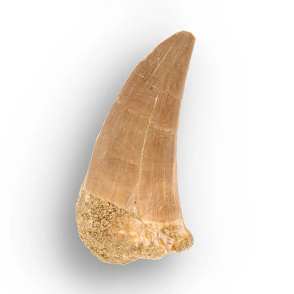Get your Predators of the Ancient Seas – A Fossil Gift from a Lost World online now or in store at Forever Gems in Franschhoek, South Africa
