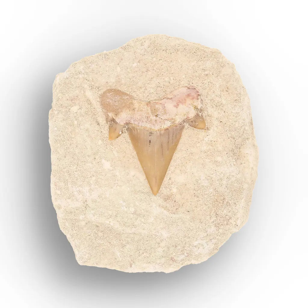 Get your Predators of the Ancient Seas – A Fossil Gift from a Lost World online now or in store at Forever Gems in Franschhoek, South Africa