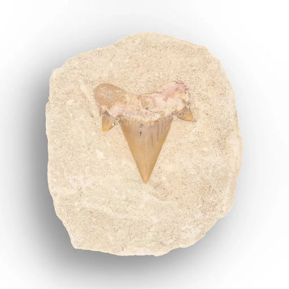 Get your Predators of the Ancient Seas – A Fossil Gift from a Lost World online now or in store at Forever Gems in Franschhoek, South Africa