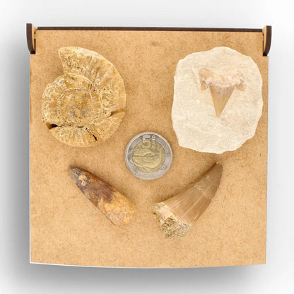 Get your Predators of the Ancient Seas – A Fossil Gift from a Lost World online now or in store at Forever Gems in Franschhoek, South Africa