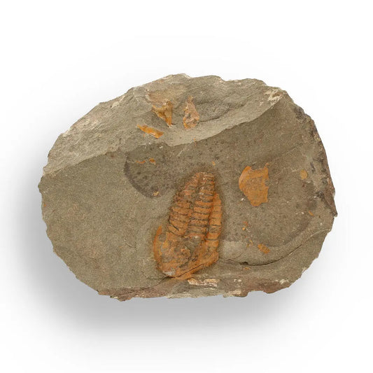 Buy your Eoharpes Trilobite Fossil – Devonian Time Capsule! online now or in store at Forever Gems in Franschhoek, South Africa