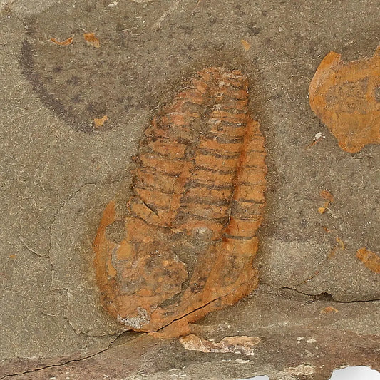 Buy your Eoharpes Trilobite Fossil – Devonian Time Capsule! online now or in store at Forever Gems in Franschhoek, South Africa