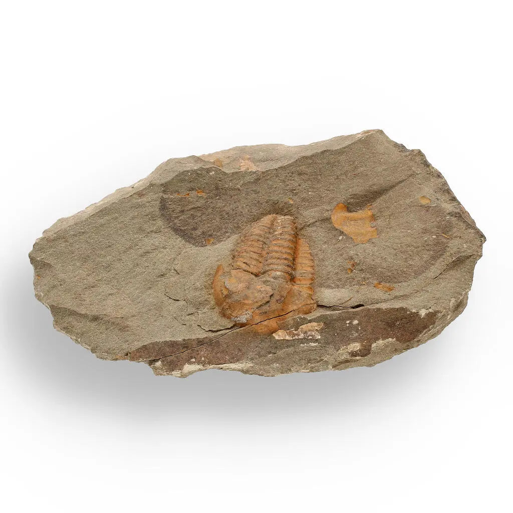 Buy your Eoharpes Trilobite Fossil – Devonian Time Capsule! online now or in store at Forever Gems in Franschhoek, South Africa