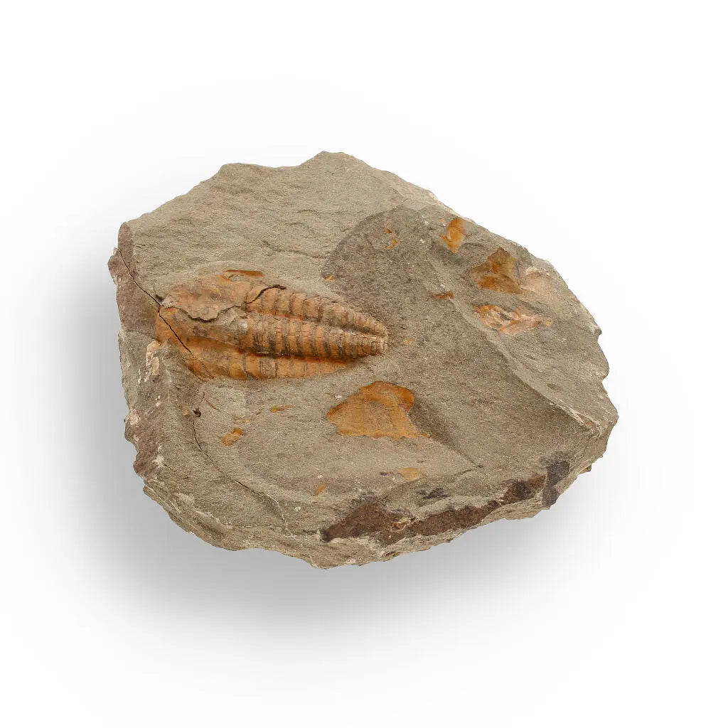 Buy your Eoharpes Trilobite Fossil – Devonian Time Capsule! online now or in store at Forever Gems in Franschhoek, South Africa