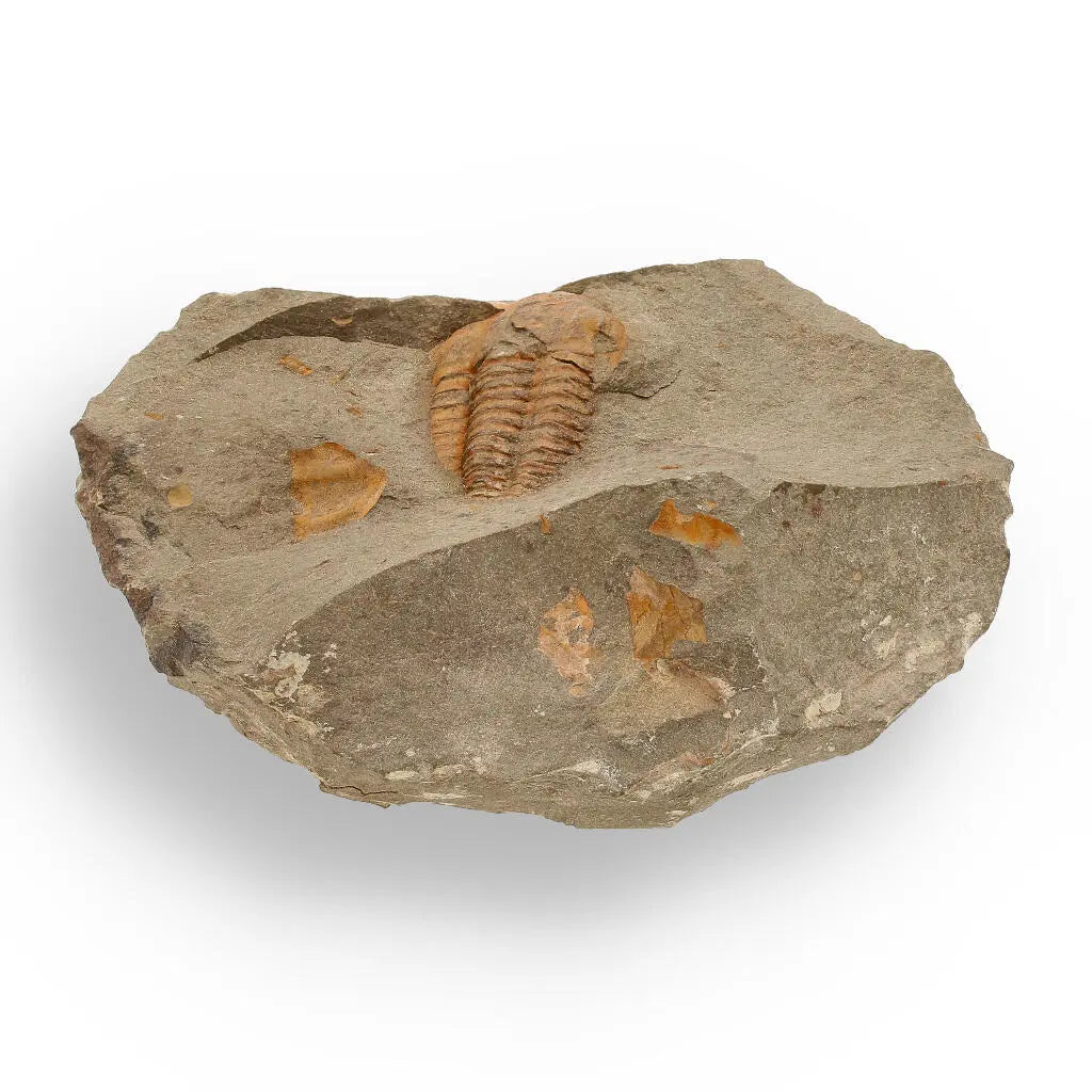 Buy your Eoharpes Trilobite Fossil – Devonian Time Capsule! online now or in store at Forever Gems in Franschhoek, South Africa
