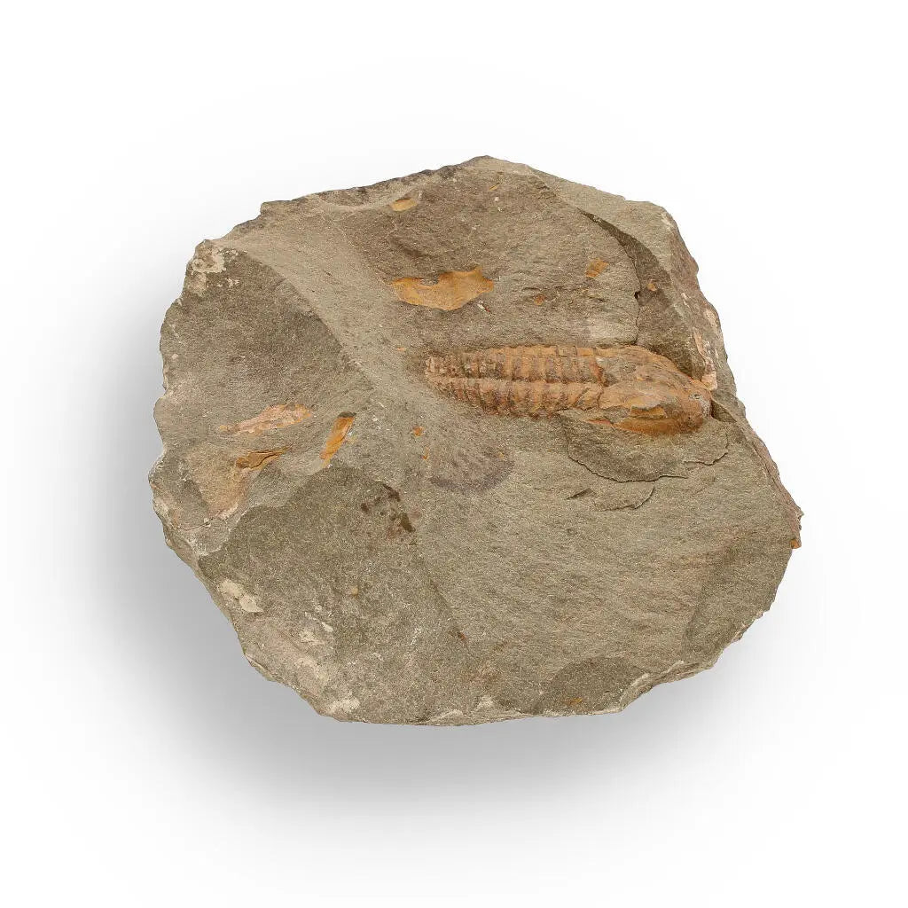 Buy your Eoharpes Trilobite Fossil – Devonian Time Capsule! online now or in store at Forever Gems in Franschhoek, South Africa